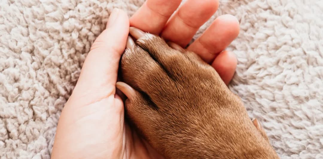 Czy uśpienie psa to grzech? Zrozum moralne dylematy tej decyzji